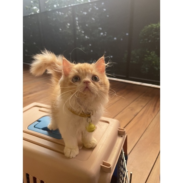 Open adopt kitten persia mix