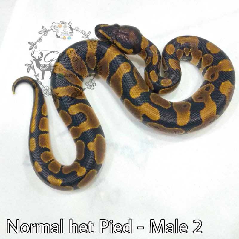 Ball Python BP Normal het Pied MALE baby size +/- 35 cm