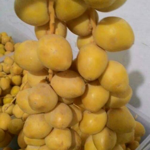 

Ruthob Saudi