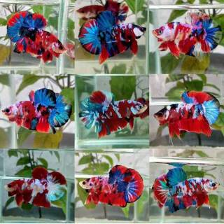 ikan cupang blue rim import sepasang / 1 pair | shopee