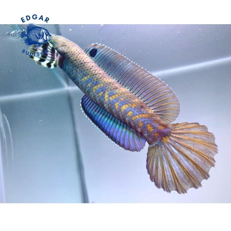 ㅁ Channa blue pulchra 10-12 cm flaring predator fish ㆃ