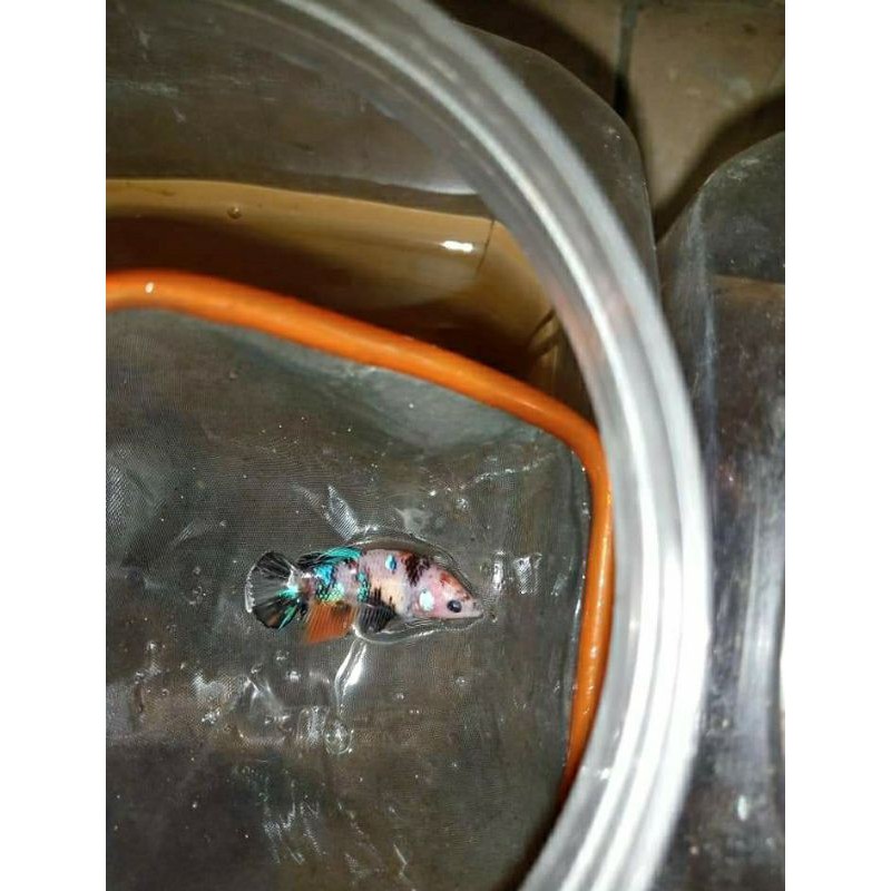 CUPANG NEMO KOI, NEMO GALAXY, NEMO EMERALD FEMALE SIAP BREED FULL EGG