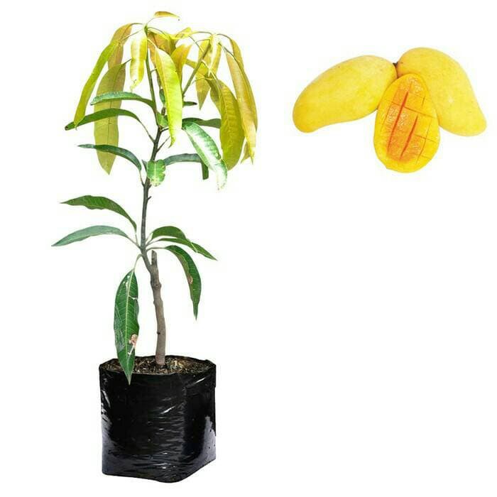 tanaman buah mangga chokanan
