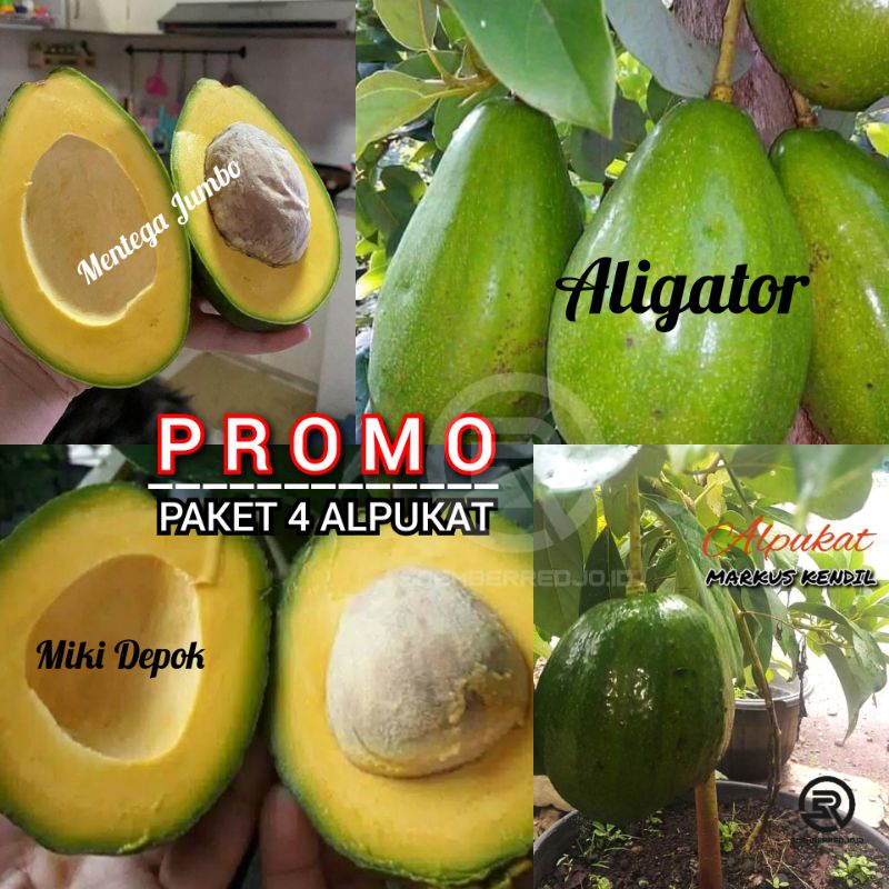 Paket 4 Bibit Alpukat Aligator, Markus Kedil, Miki Depok, Mentega Jumbo | 50-70 cm | Batang Super