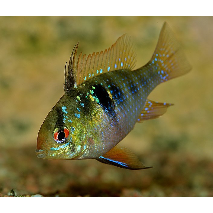 Ramirezi German Aquascape