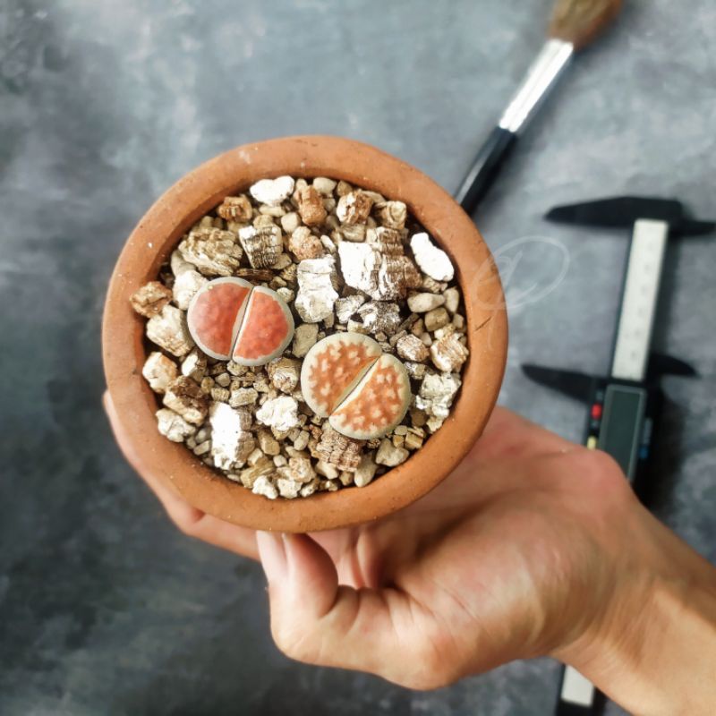 2pc tanaman hias Succulent sukulen import lithops jumbo living stone cactus