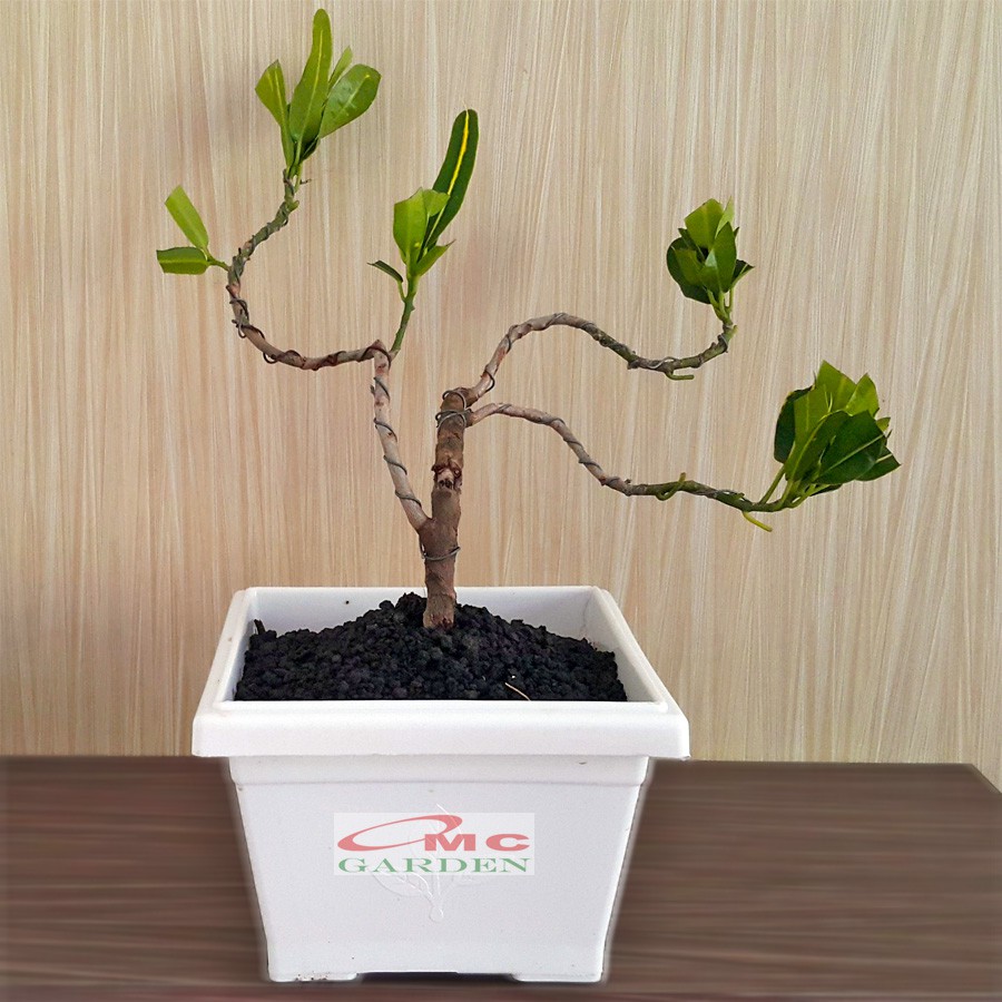 Tanaman Hias Pohon Bonsai Mame Puring Croton Buntut Jago Hijau Kuning Pisang Banana PR-BJHK-002