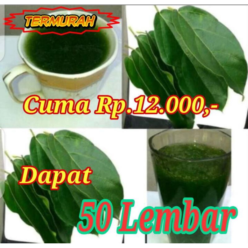 

Daun cincau hijau organik termurah