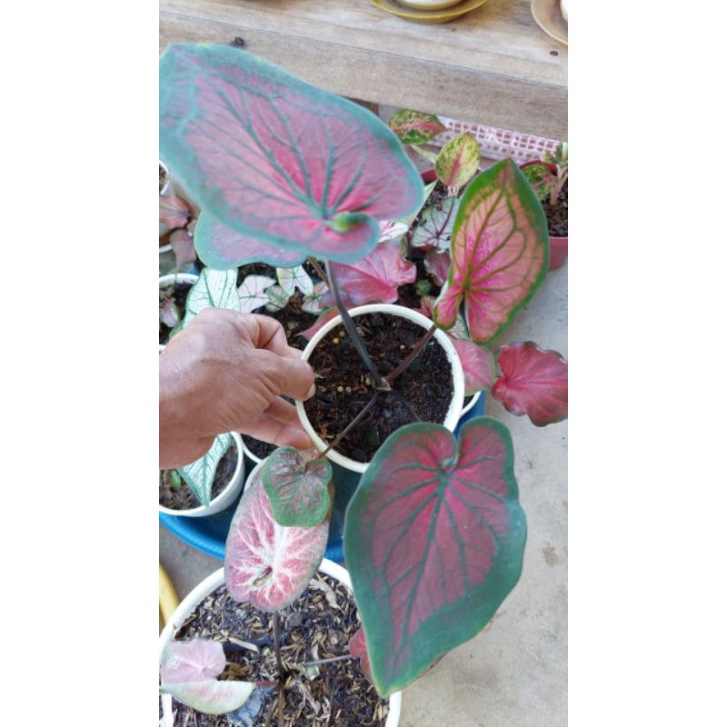 CALADIUM TAMBUNA DEWASA