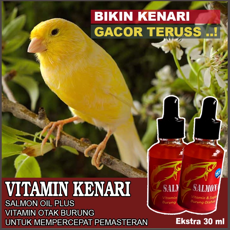 Vitamin Burung Kenari Salmon Oil Plus Minyak Ikan Gacor
