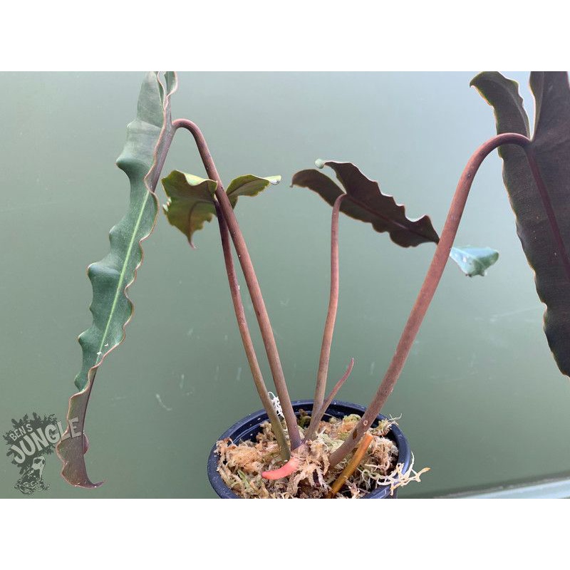 philodendron atabapoense