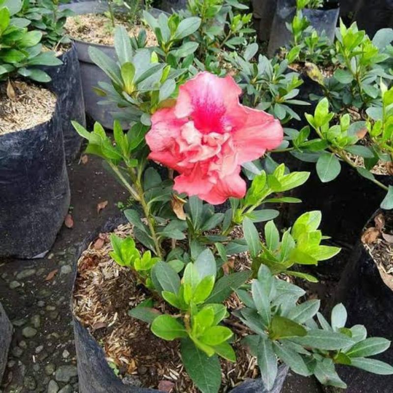 Bunga azalea tanaman hias BERVARIASI  - BAKUL KEMBANG