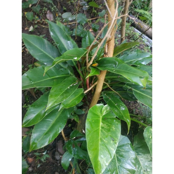 Philodendron Congo Rojo Real