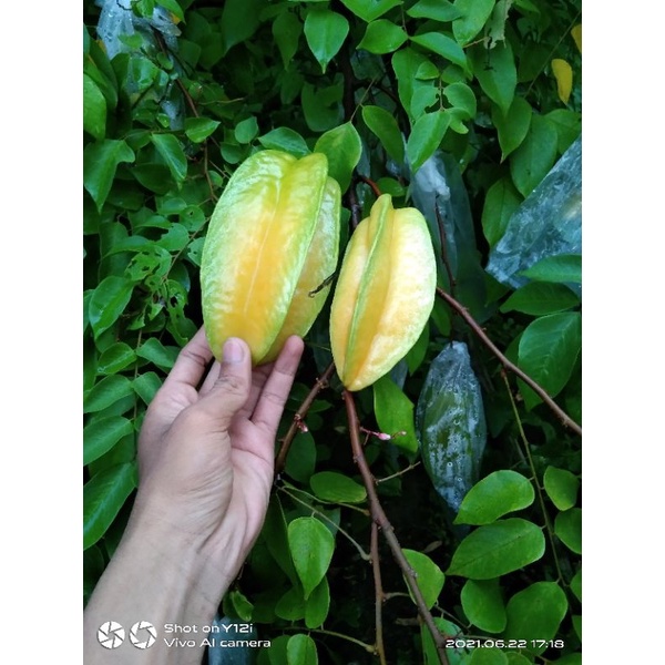 

Blimbing Madu Siwalan 1kg