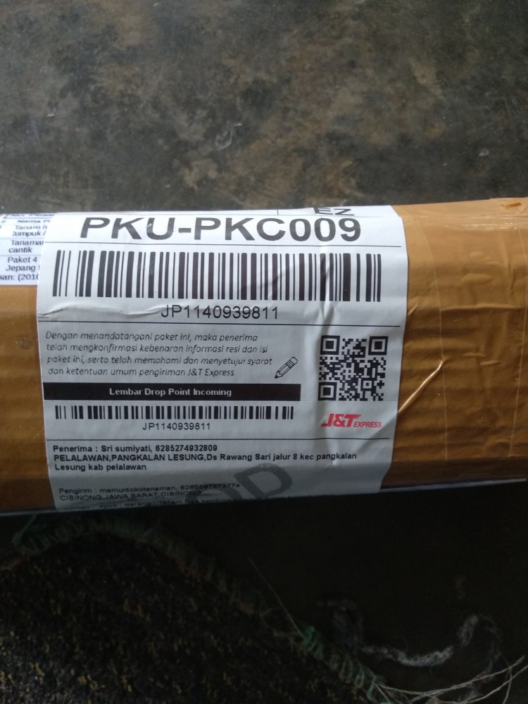 Paket 4 Tamana Hias Adenium Kamboja Jepang