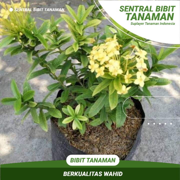 Bibit Asoka Kuning Bunga Asoka Kuning