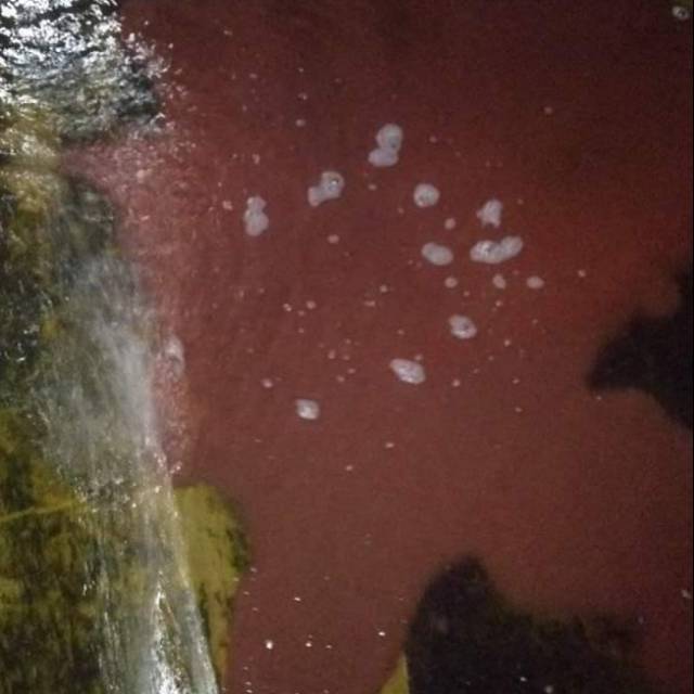 Cacing sutra hidup perbungkus