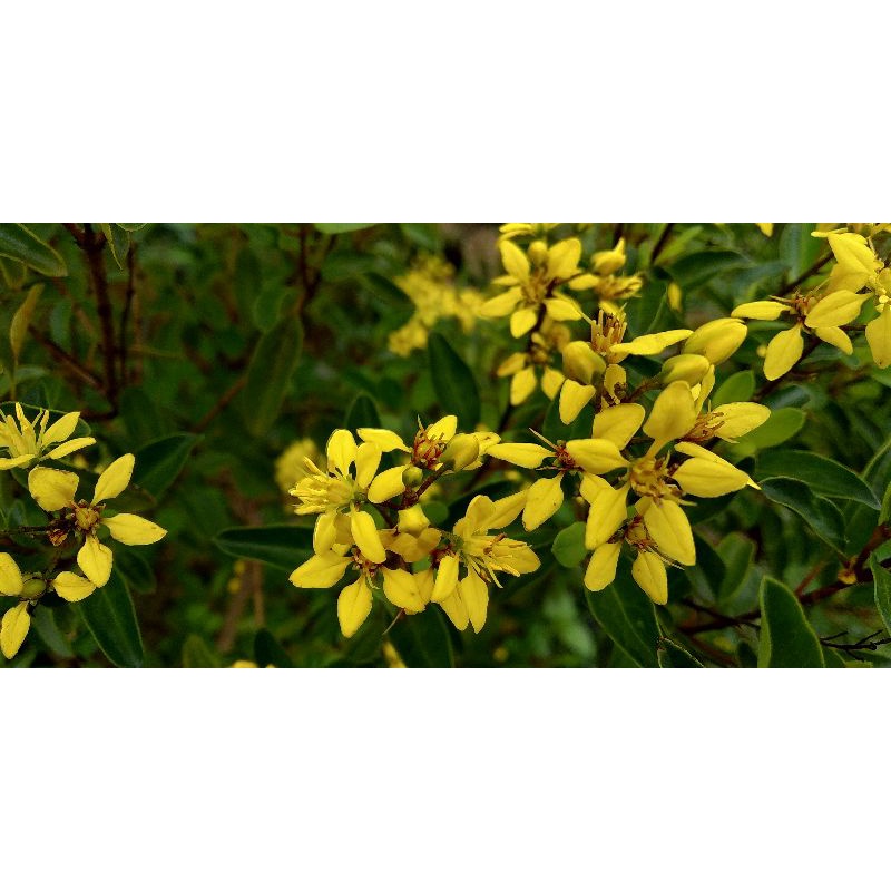 Tanaman Hias Bunga Hujan Emas - Pohon Hujan Emas