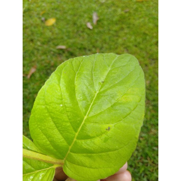 

daun jambu biji