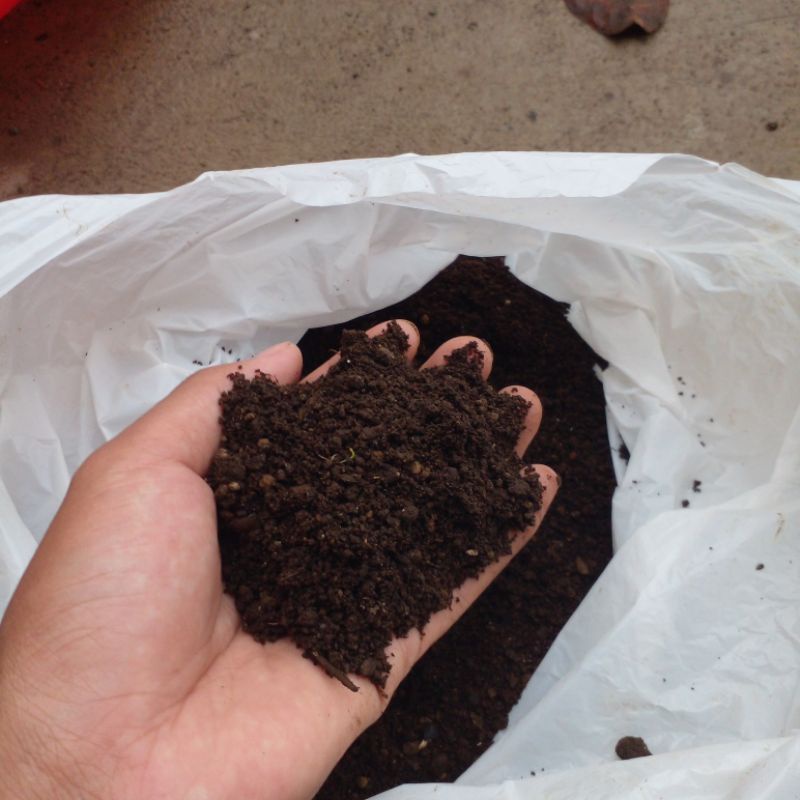 metan aglonema tanah humus