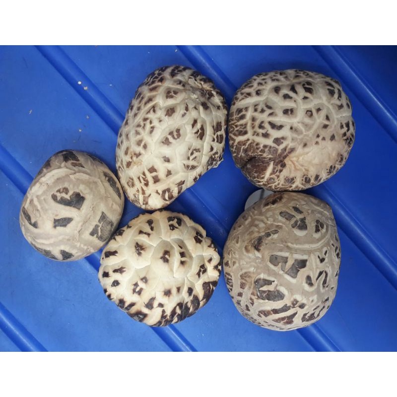 

Jamur Payung 100gr