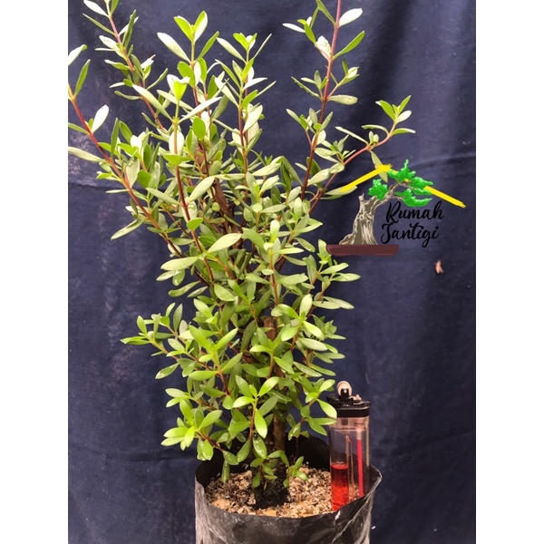 Bahan Bonsai Santigi karang bonggol phempis acidula