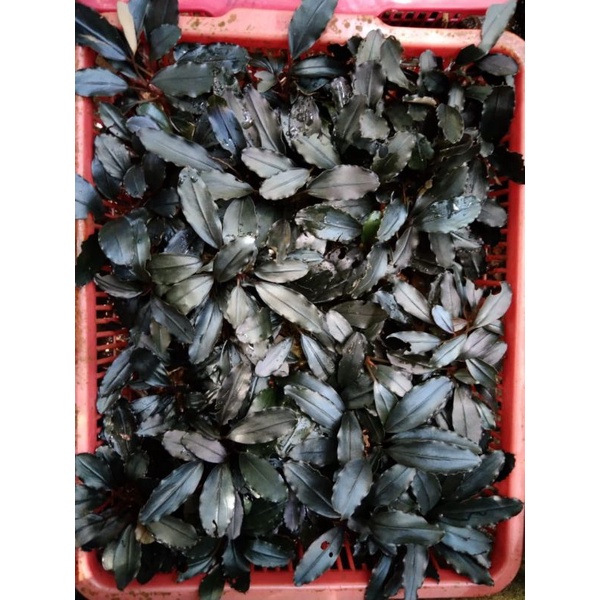 bucephalandra brownie