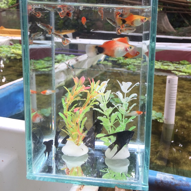 Aquarium mini paket aquarium mini kaca cermin aquarium kecil paket aquarium kecil