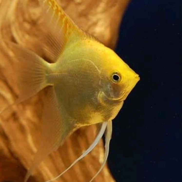 

【flashϟsale】 ikan manfish golden