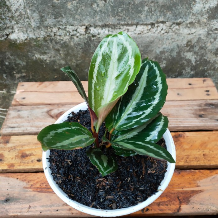 PROMO!! Tanaman Hias Calathea Silver Back - Tanaman Hias Indoor