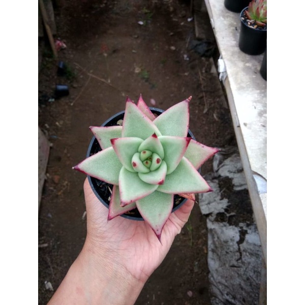 eboni/echeveria eboni