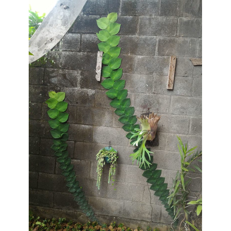 Tanaman Merambat Climbing Dollar / Daun Flexi