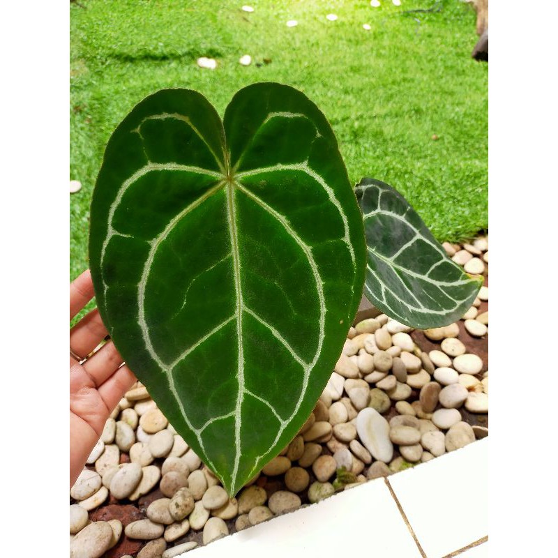 

kupung gajah crystalinum