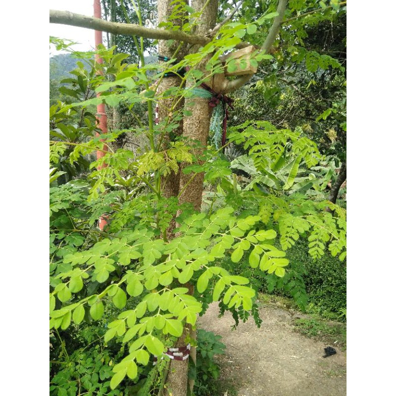 

Daun kelor segar per 200gram