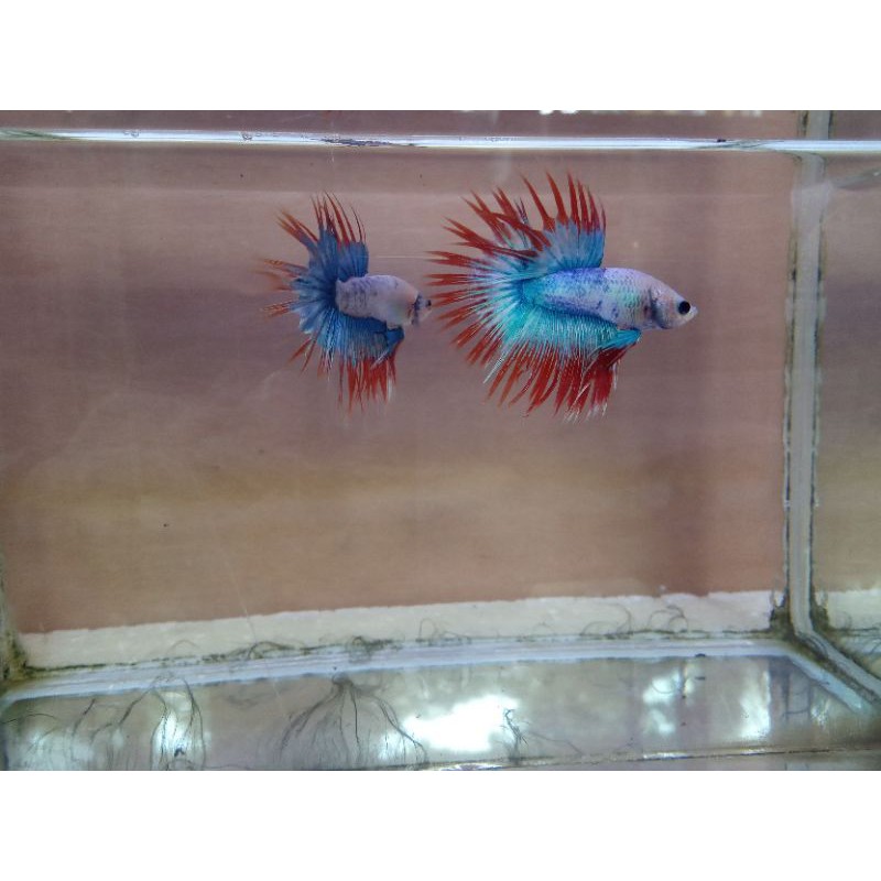 Ikan cupang Crown Tail (CT) / Serit Maskot
