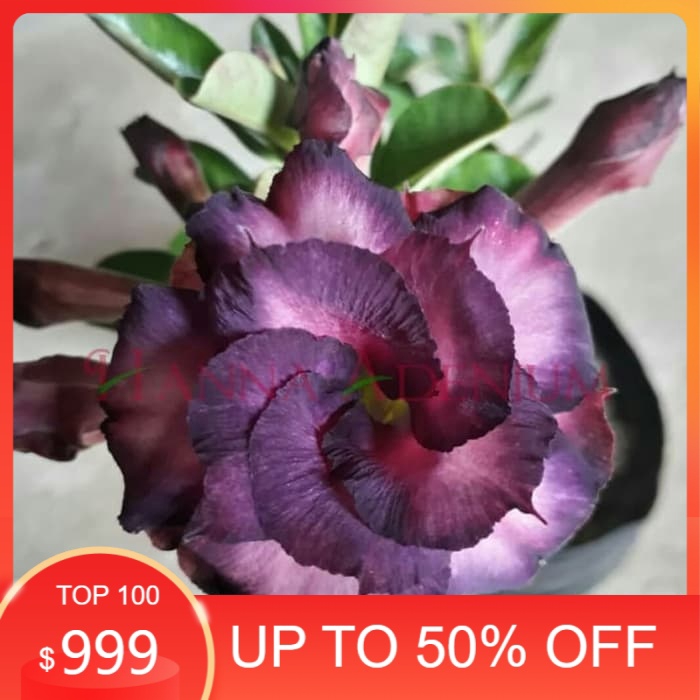 

promo Bibit Bunga Kamboja Adenium Purple Mahalap murah