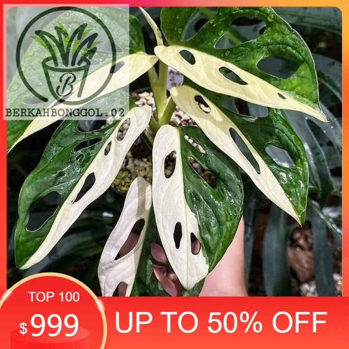 BH8 Batang bonggol monstera adansonii variegata janda bolong varigata murah ...
