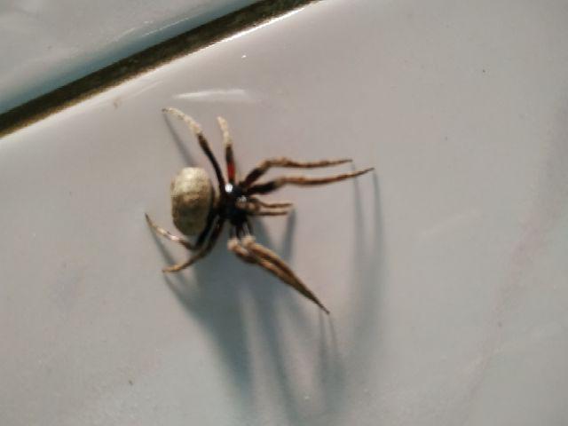 Rak Dinding Vintage Minimalis (dengan 3buah Hook Gantungan )