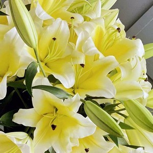 bunga Lily asli cantik fresh segar / bunga Lily harum import/lokal