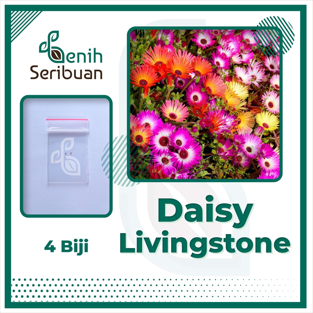 BS-BYL Bibit Bunga Benih Tanaman Bunga Hias Matahari Mawar Aster Vinca Krisan Telang Sunflower Krokot Lavender Marigold Zinnia-DAISY LIVINGSTONE