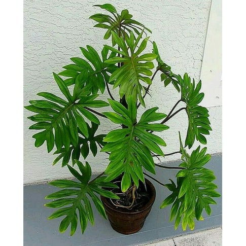 PHILODENDRON MAYOI TANAMAN HIAS BUNGA INDOOR TANAMAN OUTDOOR PHILO MAYOI