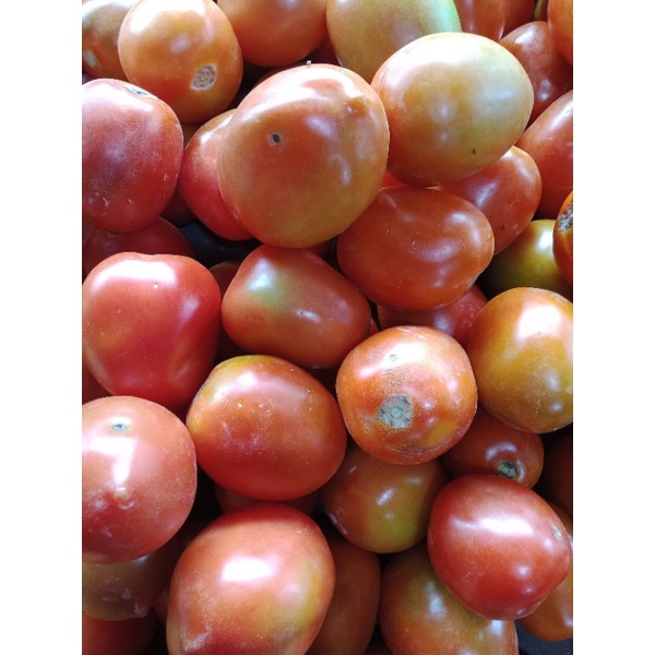 

Tomat Fresh Wiranilo Padang