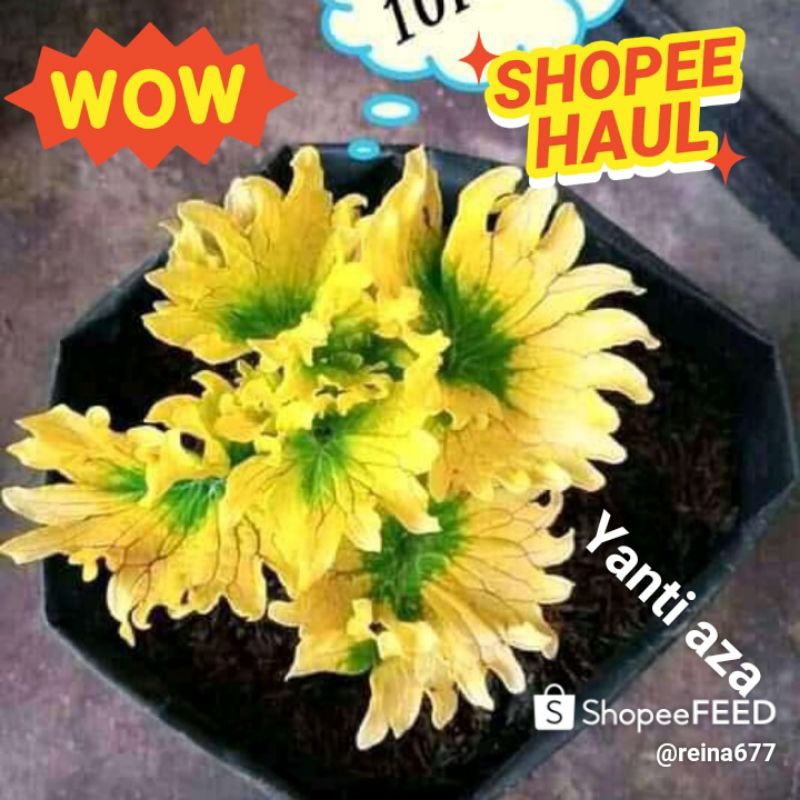 Tanaman hias Miana/coleus/iler/jawe kotok berakar bonus pot