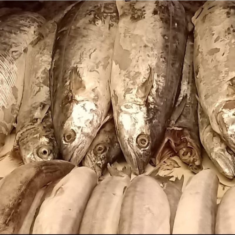

ikan tenggiri