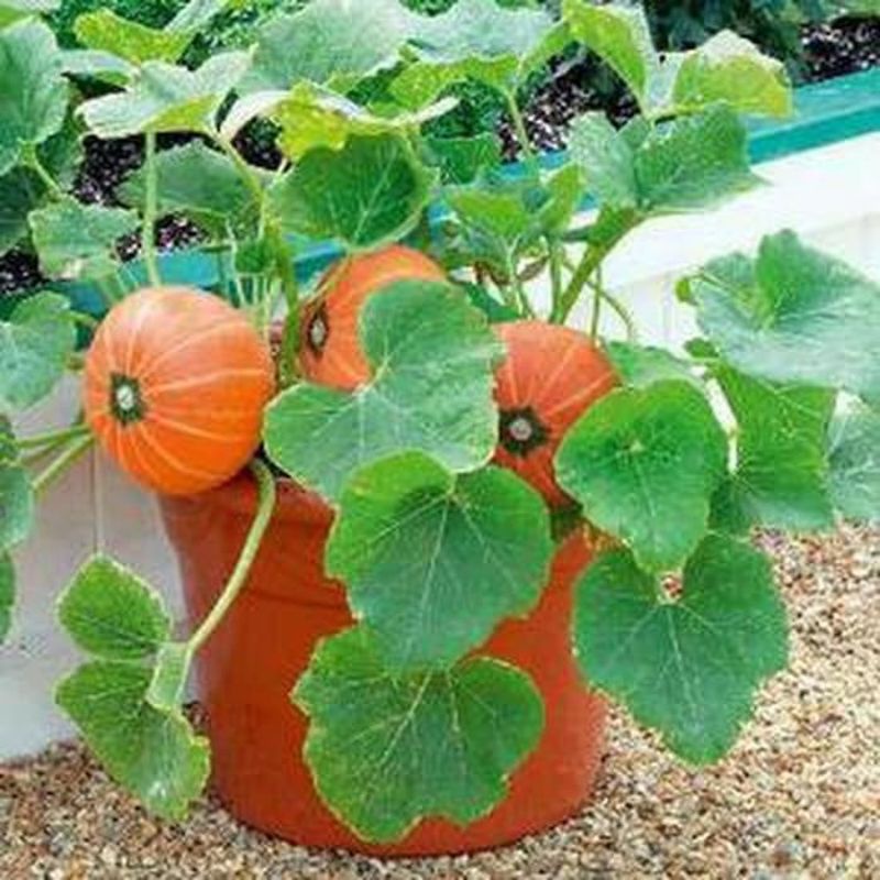 Benih Labu Kabocha Labu Jepang - Benih Sayuran