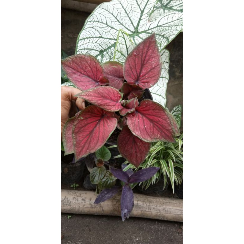 

Red Jaguar Daun ganda