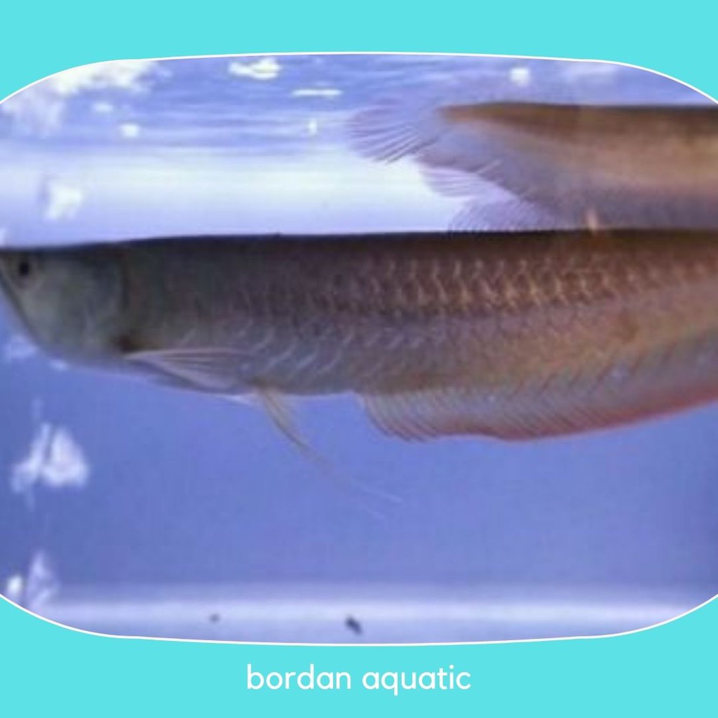 Arwana Silver Red Brazil Sirip Merah Permanen ( 15 cm ) Garansi Jika Ikan Mati