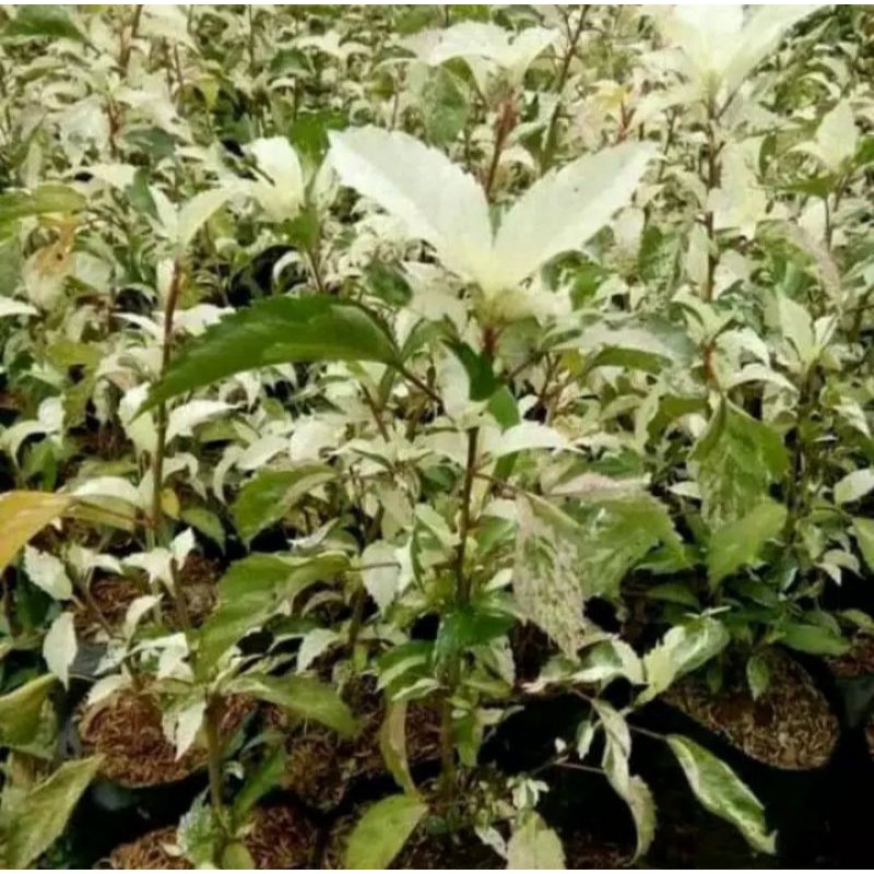 Tanaman hias bunga sepatu varigata / Pohon bunga sepatu varigata