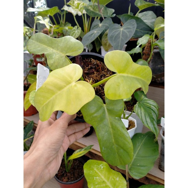 philodendron golden violin