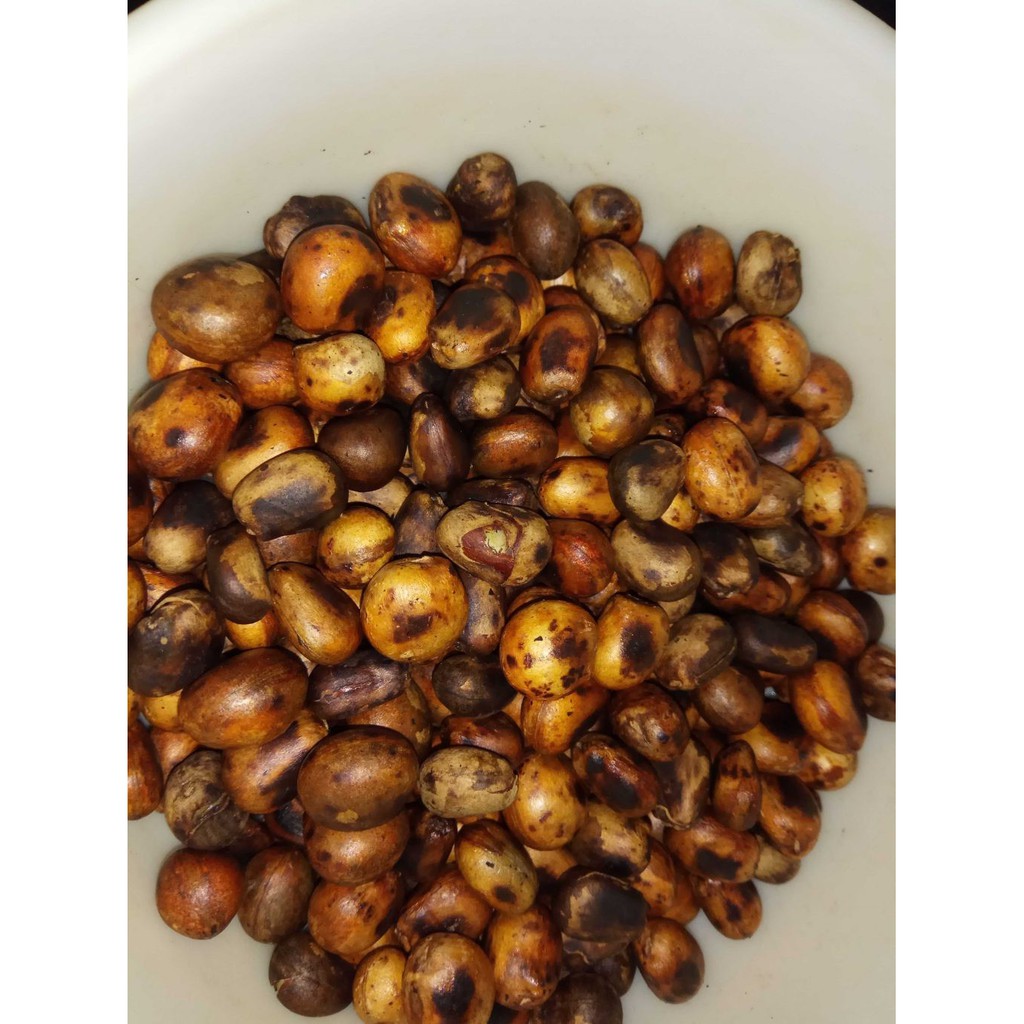 

BIJI BENDO 100 GRAM - Artocarpus elasticus - MURNI - JSR - REMPA